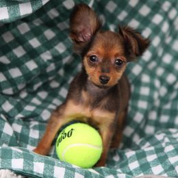 Pluto - Black and tan male Russian Toy puppy in Horseshoe Bend, Idaho from Nesting Dolls