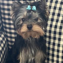Yorkshire Terrier puppies from Caraneal Yorkies