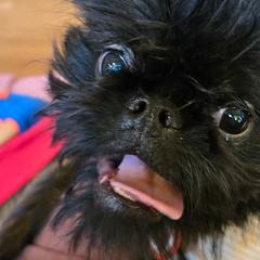 Brussels Griffons from Katie Baringer
