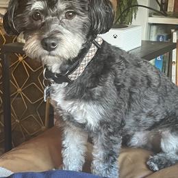 Javier - Havanese