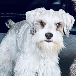 Leia - Miniature Schnauzer