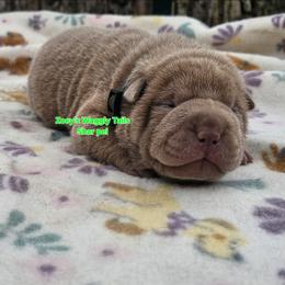 Howard - Lilac dilute male Chinese Shar-Pei puppy in Minden, Louisiana from Zoey's Waggly Tails