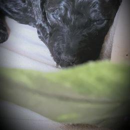 Poodle Puppies from Spangled Standard Poodles