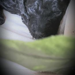 Poodle Puppies from Spangled Standard Poodles