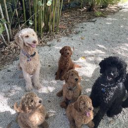 Poodle Puppies from FurEver Poodles