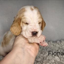 Fiona - Lemon and white female Basset Hound puppy in Mack's Creek, Missouri from Mack's Creek Basset Hounds