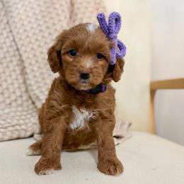 Mae - Red  female Goldendoodle puppy in Newcastle, Oklahoma from Ritzy Creek Doodles