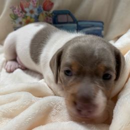 Light Green collar - Fawn (isabella) and tan Dachshund puppy in Belfair, Washington from Devoted Doxies
