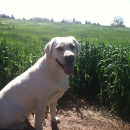 Labrador Retriever All Grown Up from Katrina Tolbert