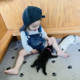 Dachshund and Labrador Retriever Puppies from Honeydew Ranch