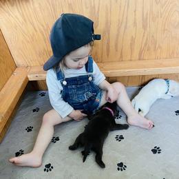 Dachshund and Labrador Retriever Puppies from Honeydew Ranch