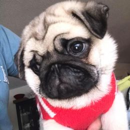 Pug Puppies from Pickwick Pugs