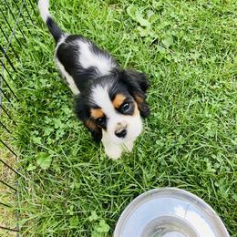 Boy 3 - Cavalier King Charles Spaniel puppy from Solheimar