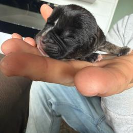 Aladdin - Black tri-color male Bulldog puppy in Harvard, Illinois from Dominiques doodle plus