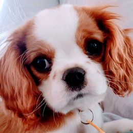Cavalier King Charles Spaniel Puppies from Angels and Nobility Cavaliers