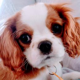 Cavalier King Charles Spaniel Puppies from Angels and Nobility Cavaliers