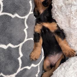 Dachshund Puppies from Bigony Family Dachshund’s