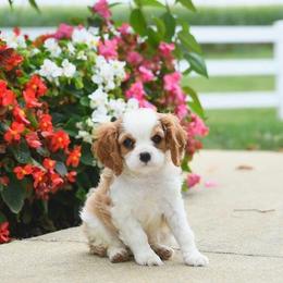 Ashlee - Blenheim female Cavalier King Charles Spaniel puppy in Sacramento, California from Edens Edge Cavaliers