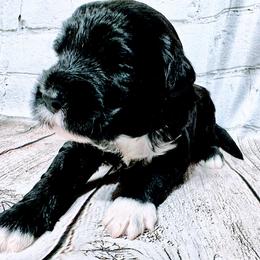 Boy 2 - RIGGS - Black and white male Portuguese Water Dog puppy in Butler, Pennsylvania from Sea Dog PWD Puppies