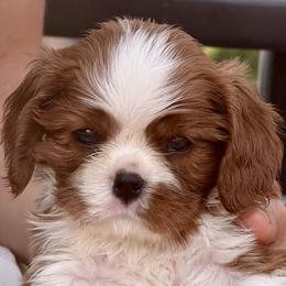 Cavalier King Charles Spaniel puppies from Mtn to Sea