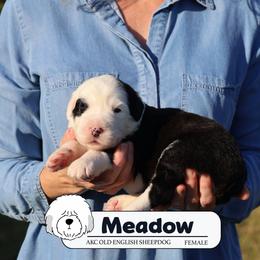 Meadow - Gray and white female Old English Sheepdog puppy in Cleveland, Tennessee from Narrow Path Old English & Sheepadoodles