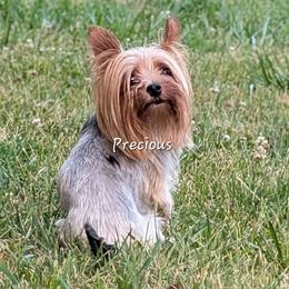 Precious - Yorkshire Terrier