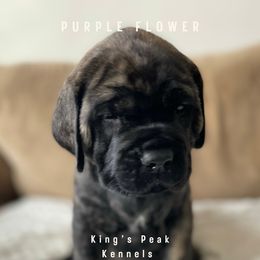Girl 3 - Mastiff puppy in Kanosh, Utah from King’s Peak Kennels