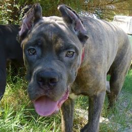 Cane Corso from Gottes Cane Corso