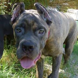 Cane Corso from Gottes Cane Corso
