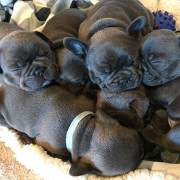 French Bulldog Puppies from Crooked C Ranch