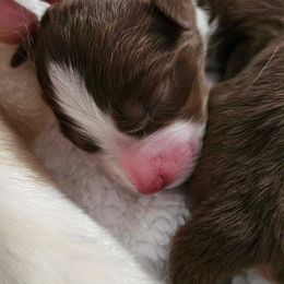 Australian Shepherd Puppies from Ashe's Aussies