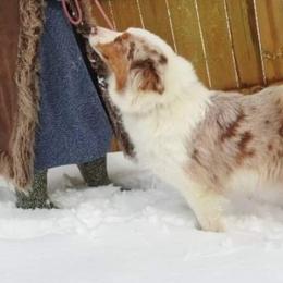 Australian Shepherds from The Elite Aussies