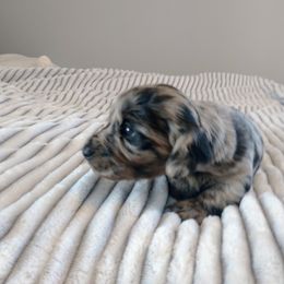 Dachshund Puppies from Weiners on a Hill