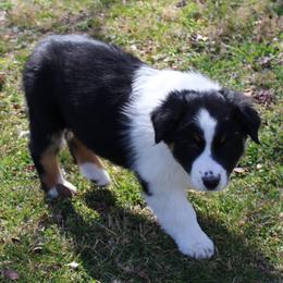 Olivia - Black tri-color female Australian Shepherd puppy in Kansas, Oklahoma from Windy G Farm