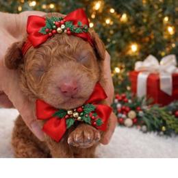 Bennett - Red  male Poodle puppy in Vilonia, Arkansas from Donna’s Pretty Poodles