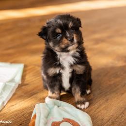 Paw Patrol Everest - Black tri female Toy Australian Shepherd puppy in Tennessee from Coolsprings Aussies