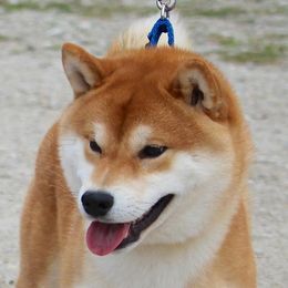 Riku - Shiba Inu