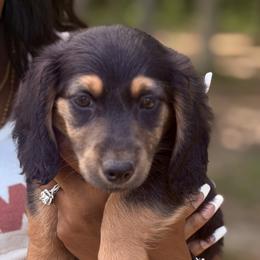 Dachshund Puppies from Gypsee Dreams Doxies