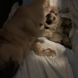 Boy 1 - Fawn male French Bulldog puppy in South Kingstown, Rhode Island from Deolin