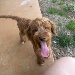 Jack - Red  male Goldendoodle puppy in Chesnee, South Carolina from Megan’s Spoiled Standards