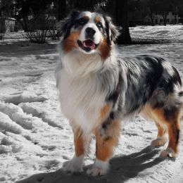 Echo - Australian Shepherd