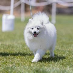 American Eskimo Dog puppies from Kaydells Kennels