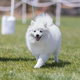 American Eskimo Dog puppies from Kaydells Kennels