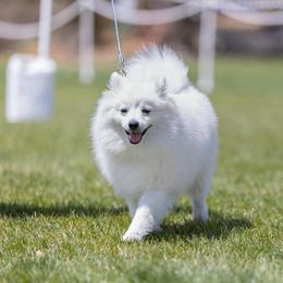 American Eskimo Dog puppies from Kaydells Kennels