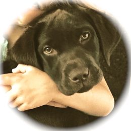 Labrador Retriever Puppies from Tuckwet Labradors