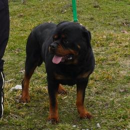 Vassabi - Rottweiler