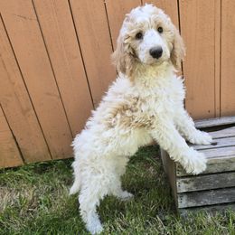 Boy 1 Dawson - Parti male Poodle puppy in Vancouver, Washington from Doo a Little Doodle