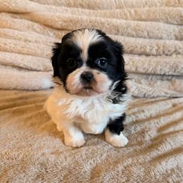 Girl 2 - Black and white female Shih Tzu puppy in Peoria, Arizona from Jodi’s Shihtzus