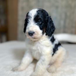 Ferdinand - Brown and white male Bernedoodle puppy in Osage City, Kansas from Golden Ridge Goldens