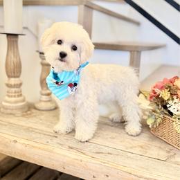 COLETTE - White female Bichon Frise puppy in Draper, Utah from Peaks Pups — Exceptional by Nature. Raised with Purpose.
